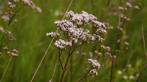Валериана лекарственная (106 фото) » НА ДАЧЕ ФОТО