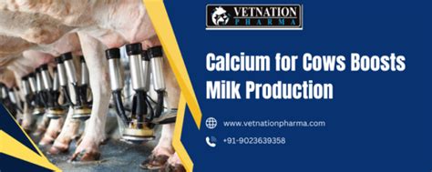 Calcium For Cows Boosts Milk Production Best And No1 Pharma