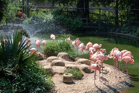 Sylvan Heights Bird Park How To See Exotic Birds