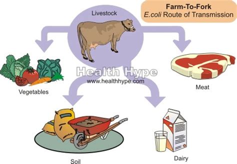 Stec Vtec E Coli Route Of Transmission Farm To Fork Healthhype