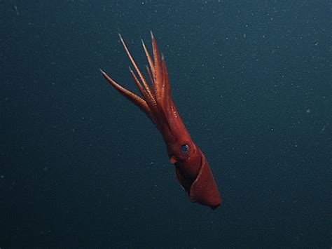 For This One Squid Species Any Sex Will Do Cbs News