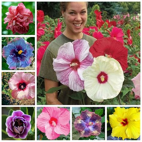 On Sale 20pcs Hibiscus Plants 24kinds Hibiscus Rosa Sinensis Flower Planta Hibiscustree