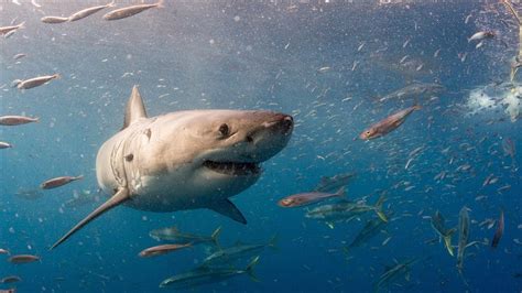 Great White Sharks - YouTube