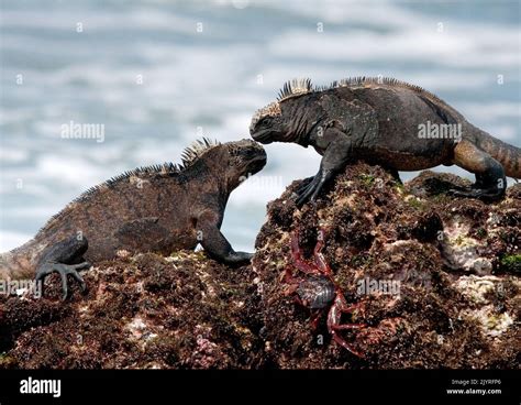 Two Marine Iguanas Amblyrhynchus Cristatus Are Sitting On The Rocks