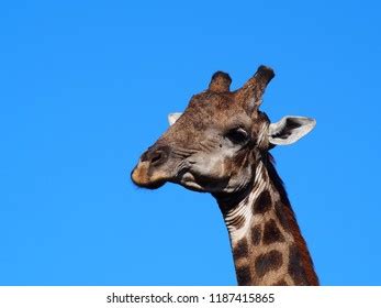 Giraffe Safari Africa Stock Photo 1187415865 | Shutterstock