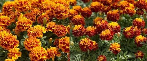 Цветы бархатцы выращивание, сорта и фото | Flowery-Blog