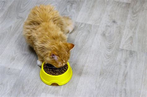 Cute Cat Eating His Food From Yellow Plastic Bowl On Floor Stock Photo