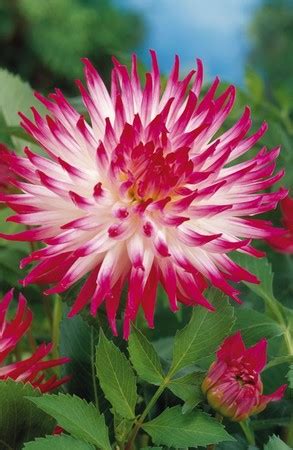 Георгина ДАТЧ ЭКСПЛОЖЕН кактусовая