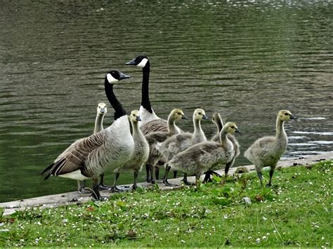 East Park Holderness Road Kingston © Bernard Sharp Geograph