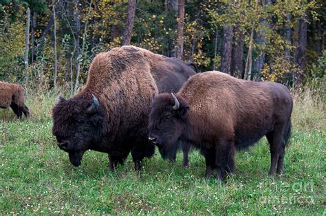Wood Bison 3 Photograph By Mark Newman Fine Art America