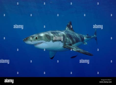 great white shark Stock Photo - Alamy
