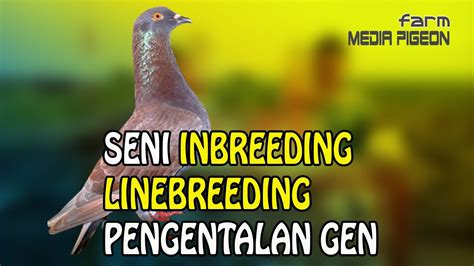 MERPATI LOVERS SENI INBREEDING DAN LINEBREEDING UNTUK PENGENTALAN GEN