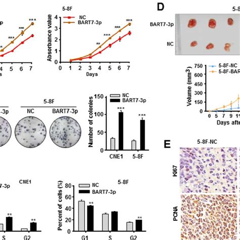 Ebv Mir Bart P Promotes Npc Cell Growth And Tumorigenesis A B Mtt