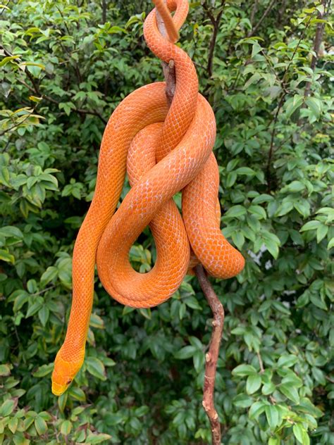 Het Hypo Everglades Eastern Rat Snake By Ron Couto Reptiles Morphmarket