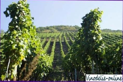 Виноделие в Германии ️ - Виноделие в Германии