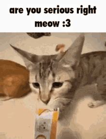 Right Meow Right Meow Discover Share GIFs