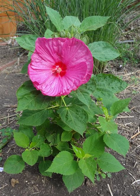 Photo Of The Entire Plant Of Hybrid Hardy Hibiscus Hibiscus Luna Rose