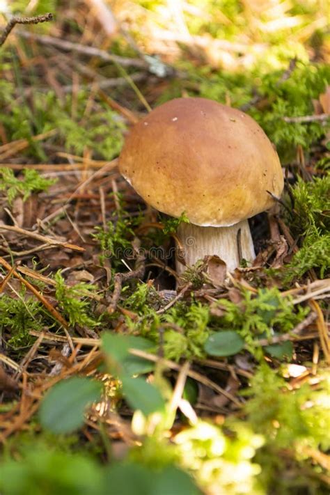 Boletus Edulis O Cep Penny Bun Porcino Y Porcini Hongos En Bosque