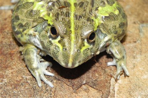 Frogs For Sale