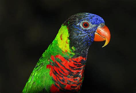 rainbow lorikeet bird parrot avian photo background  picture