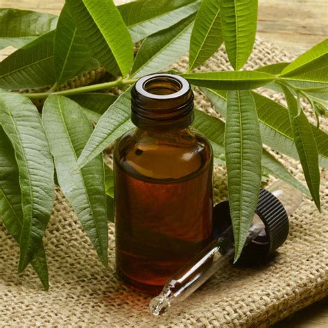 Davana Oil: Aromatic Elixir of Tranquility and Wellness
