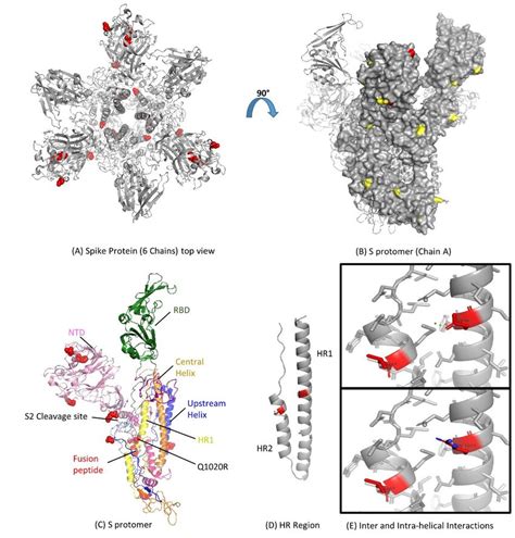 Functional Domains And Structural View Of Amino Acid Substitutions In