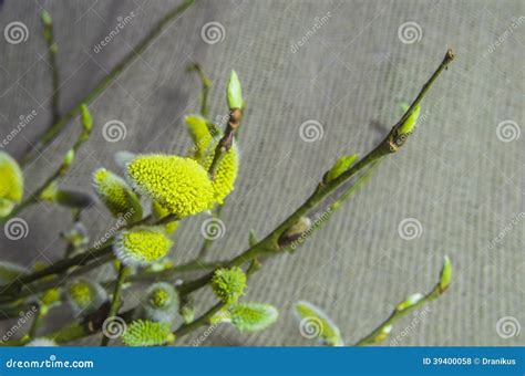 Willow Pussy Willow Branch Fluffy White Bud Stock Photo Image Of Background Nature