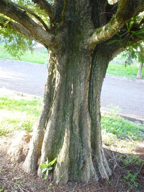 Imagens De Caule - Como o Caule Cresce? Estudo de Como Funciona o Caule – Mundo Ecologia