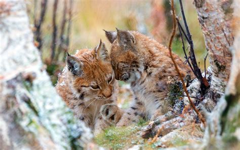 lynx wild cats in ct