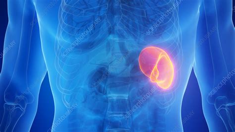 Spleen Illustration Stock Image F038 0274 Science Photo Library