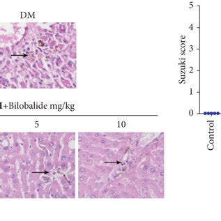 Effect Of Bilobalide Bb Supplementation On The Liver Damage And