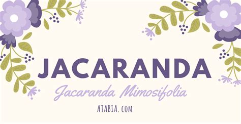 Comment R Ussir Un Bon Semis De Graines De Jacaranda Mimosifolia