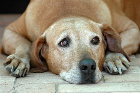 Perro Triste Imagen De Archivo Imagen De Mirando Edad 3963763