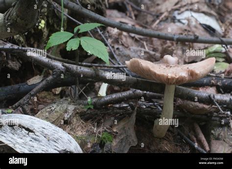 Deer Mushroom Pluteus Cervinus Near A Birch Tree Stump Stock Photo