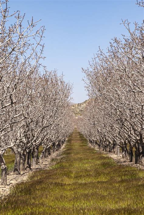 429 Naked Orchard Photos Free Royalty Free Stock Photos From Dreamstime