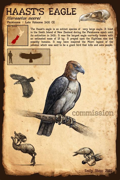 Artwork And Infographic Of The Giant Haasts Eagle Hieraaetus Moorei