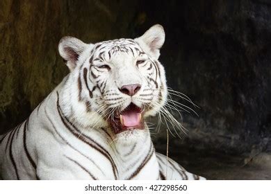 White Tigerclose Upselect Focus Shallow Depth Stock Photo (Edit Now ...