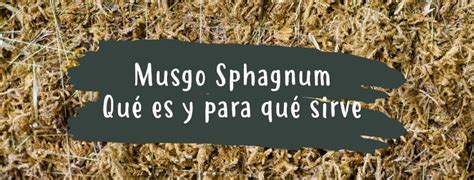 Musgo Sphagnum Qu Es Y Para Qu Sirve Pur Plant