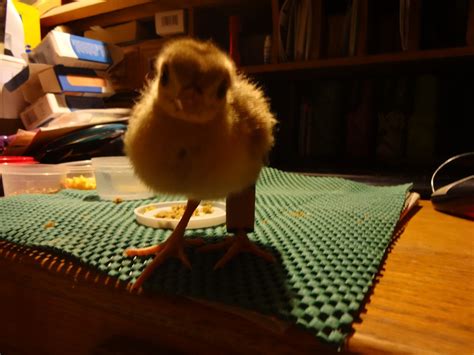 Splayed Leg Problem BackYard Chickens Learn How To Raise Chickens