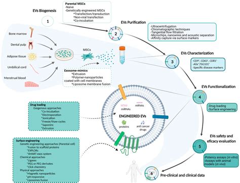 Frontiers Mesenchymal Stromal Cell Derived Extracellular Vesicles As