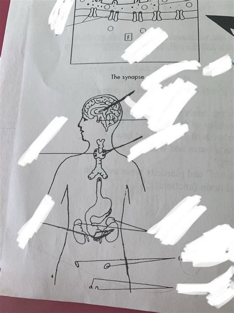 psych diagram  diagram quizlet