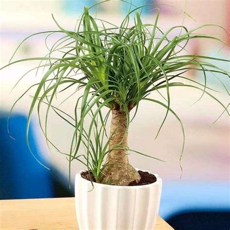 Каталог кімнатних вазонів з фото та назвами | Faterra