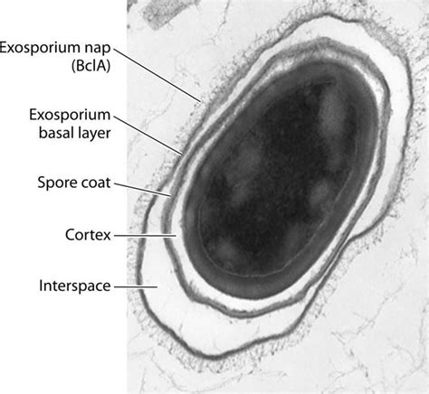 Exosporium Alchetron The Free Social Encyclopedia