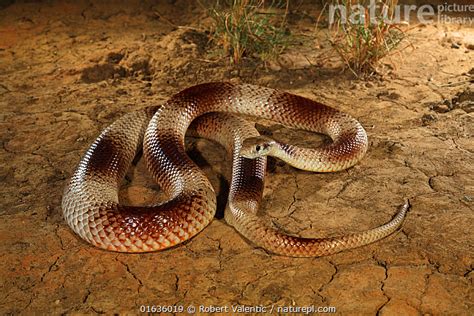 Stock Photo Of Speckled Brown Snake Pseudonaja Guttata From Avon