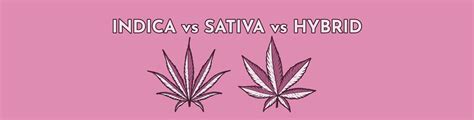 Indica vs Sativa vs Hybrid: Choosing Your Cannabis Strain