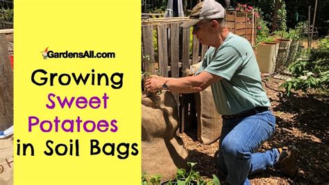 Growing Sweet Potatoes In Soil Bags Gardensall Youtube