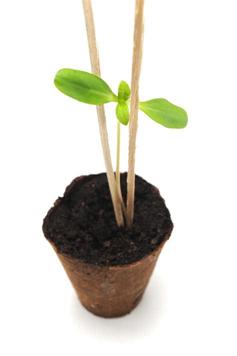 How to Grow Sunflowers - Kids Do Gardening