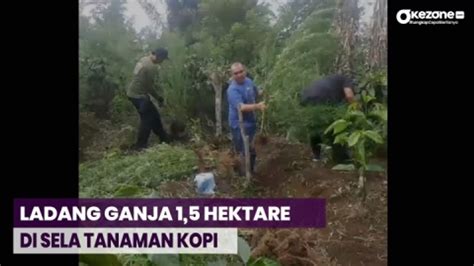 Polda Temukan Hektare Ladang Ganja Di Sela Sela Tanaman Kopi