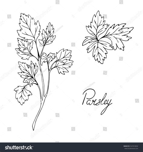 Parsley Drawing