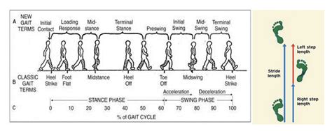 Gait Cycle